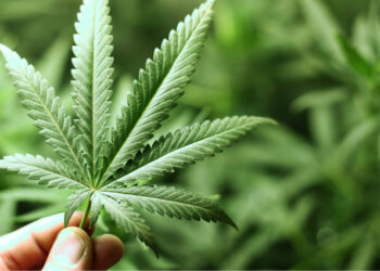 Donald Trump reclasifică marijuana
