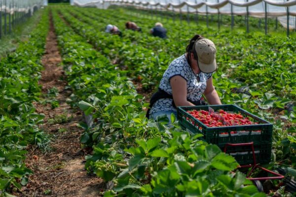Scădere istorică: Românii nu mai vor să muncească în străinătate